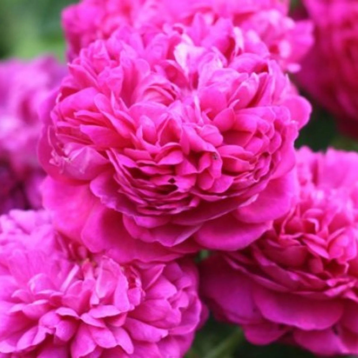 trandafiri cataratori1927