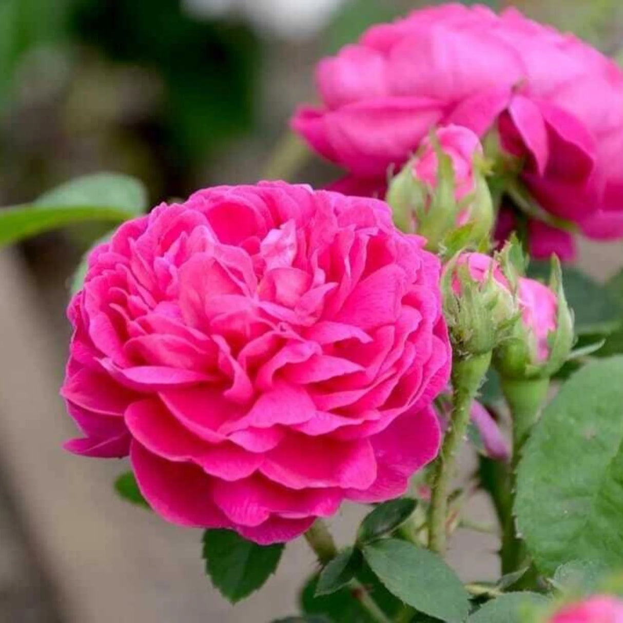 trandafiri cataratori1928