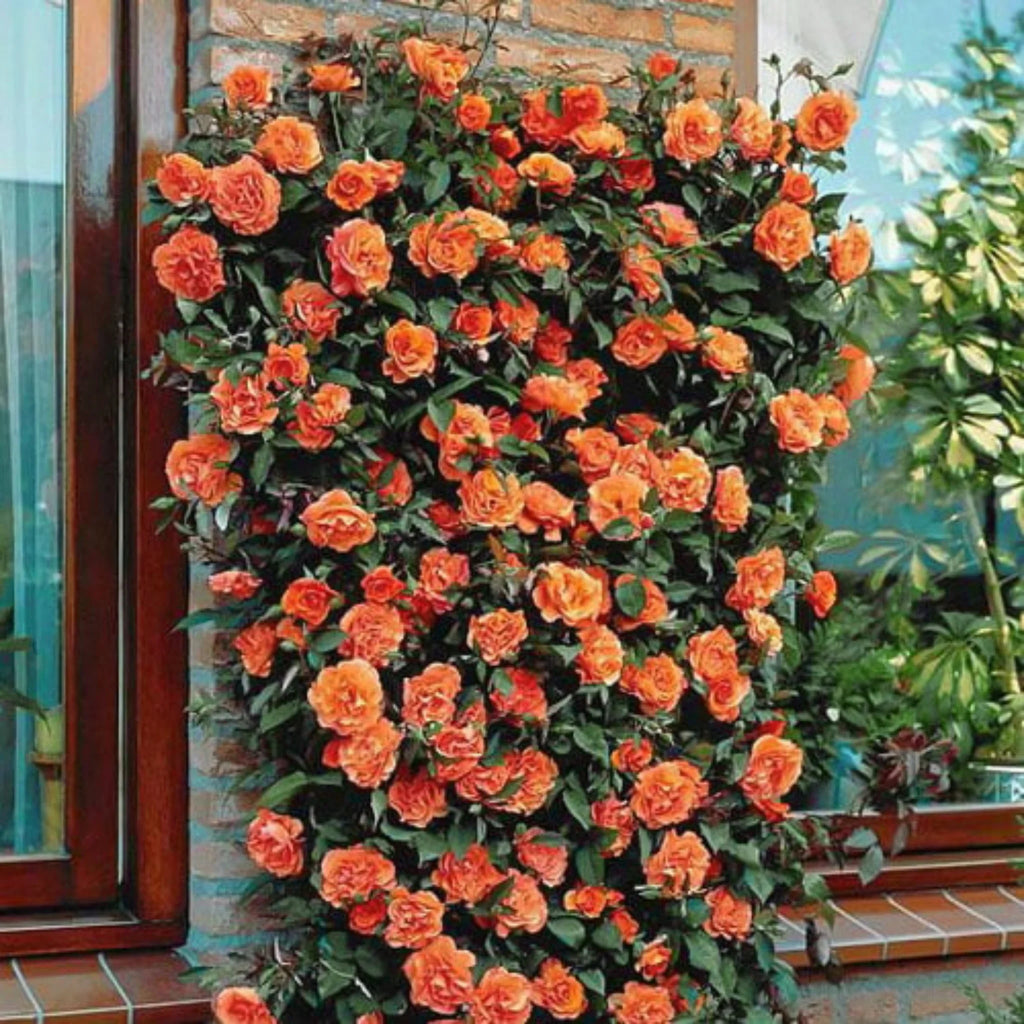 Trandafiri Cățărători Orange Ghiveci 3L – Fitza Florilor