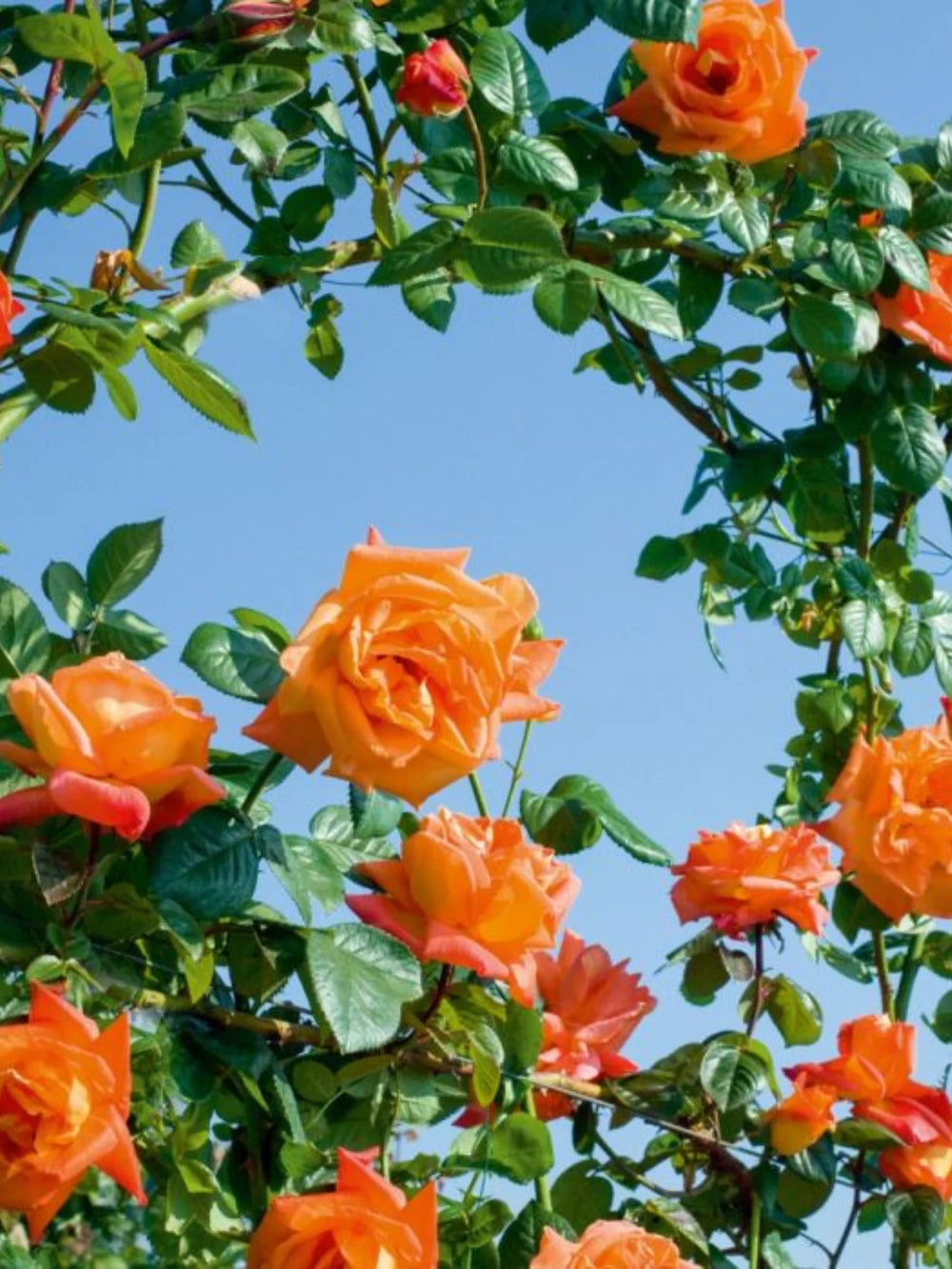 trandafiri cataratori  1789