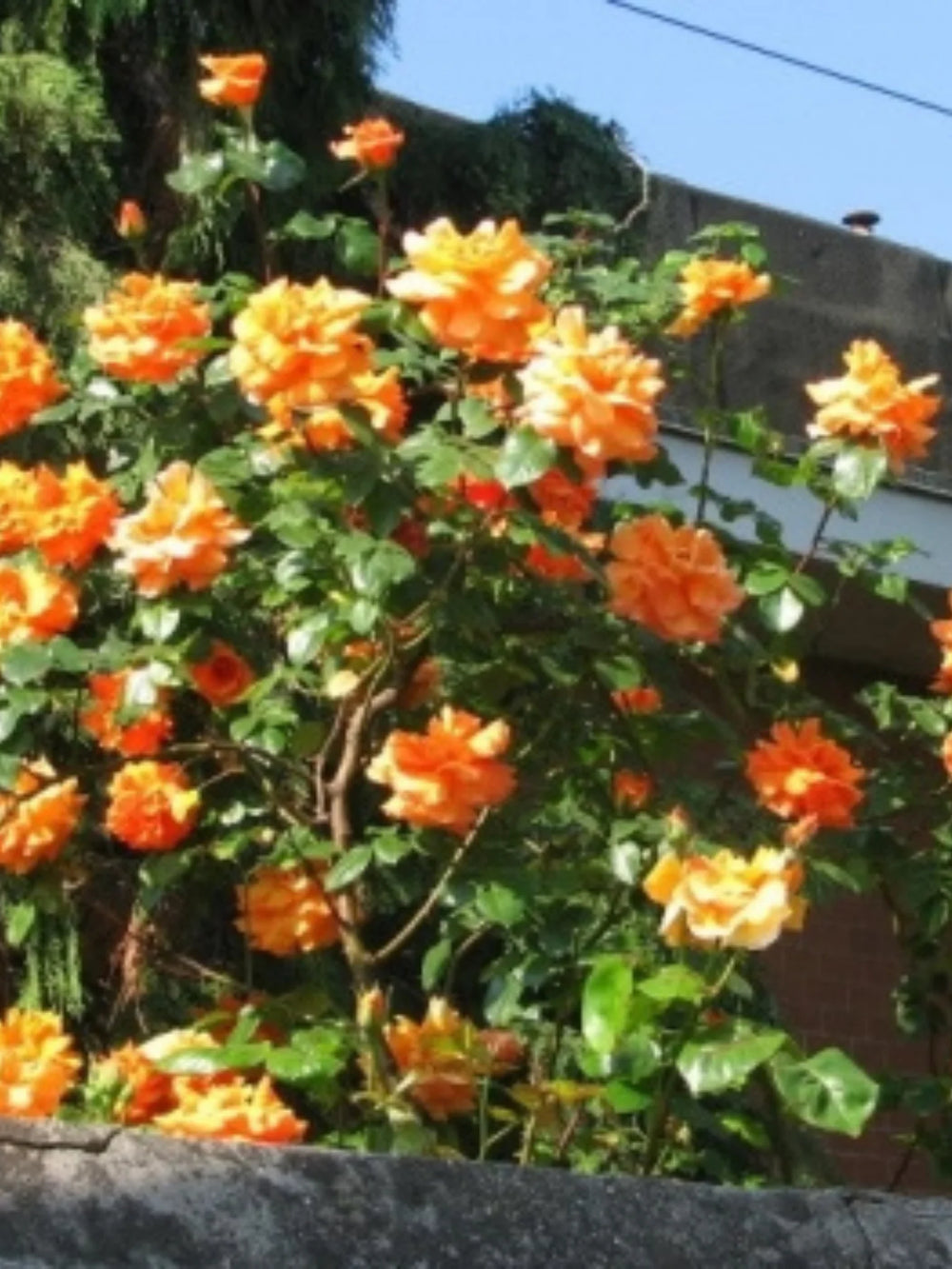 trandafiri cataratori  1790