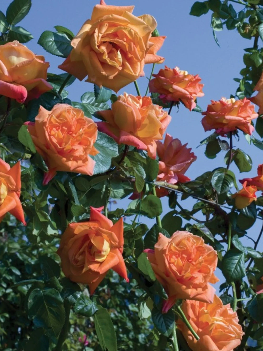 trandafiri cataratori  1791