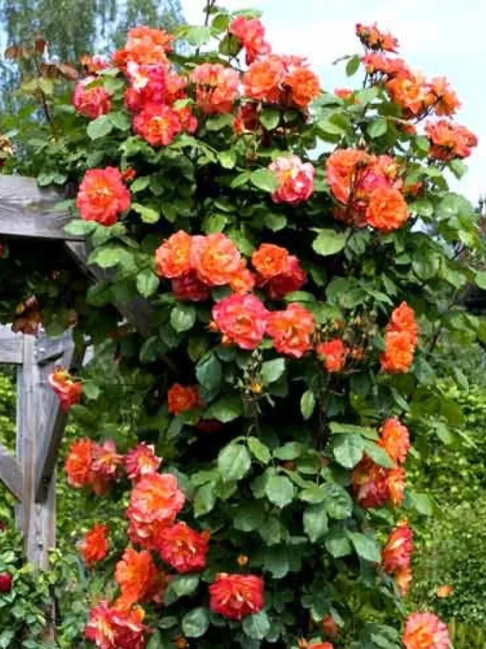 trandafiri cataratori  1792