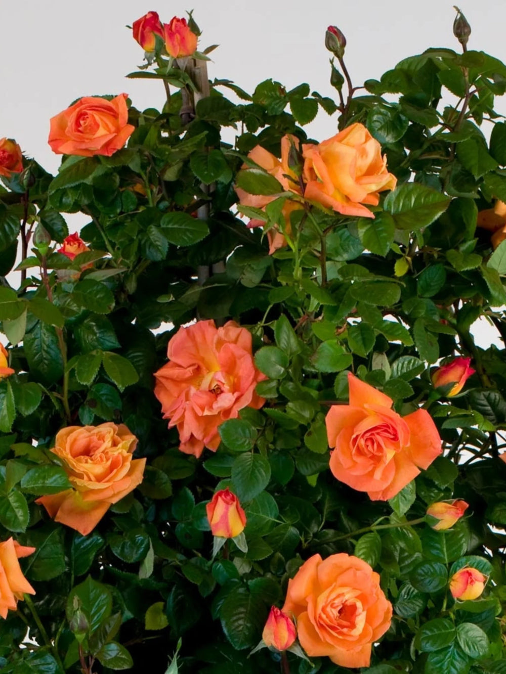 trandafiri cataratori  1793