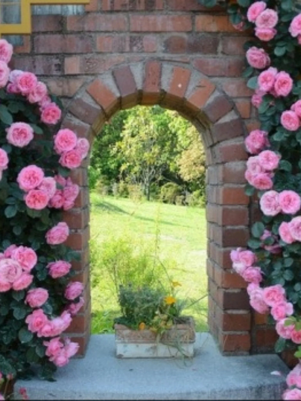 trandafiri cataratori  1794