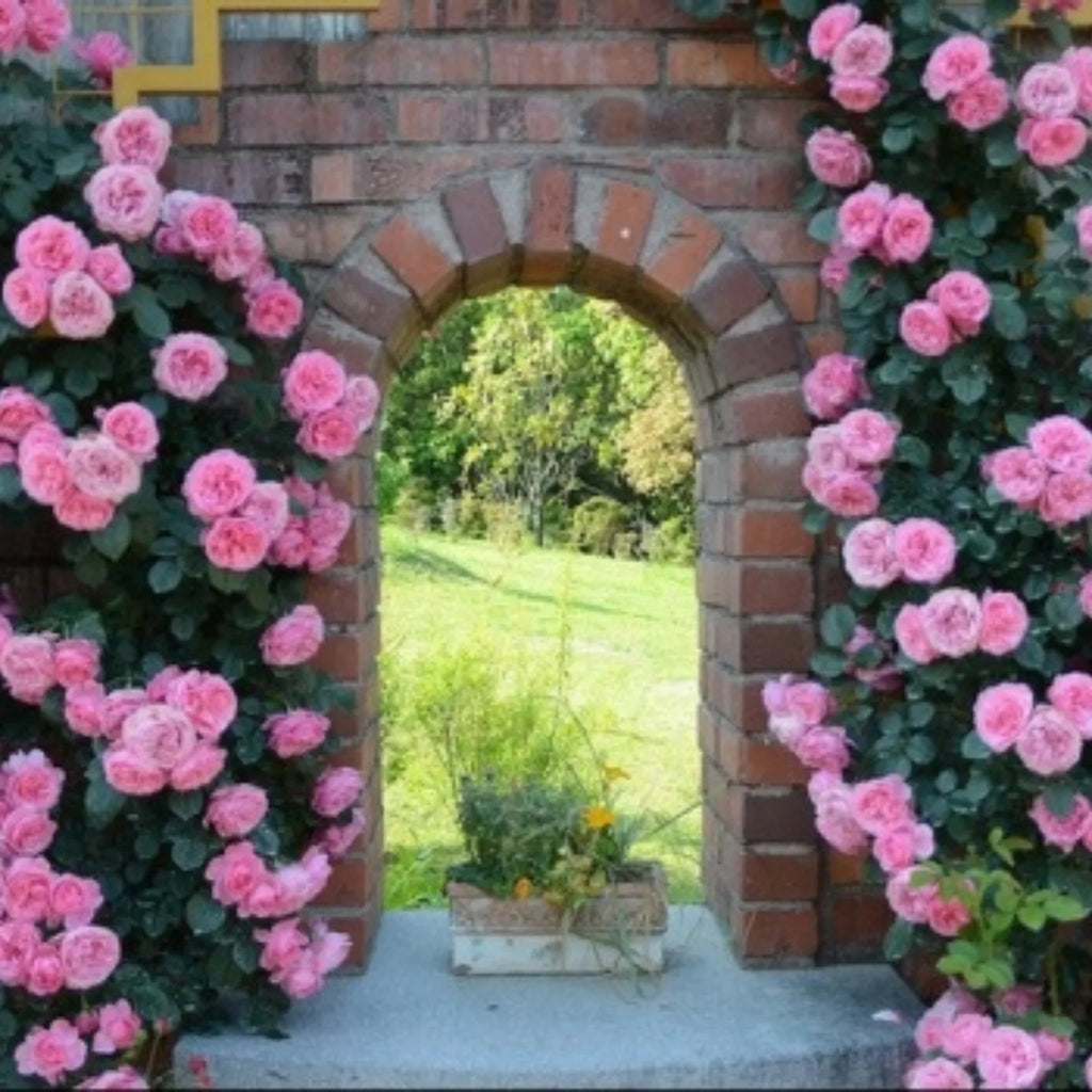 trandafiri cataratori  1794