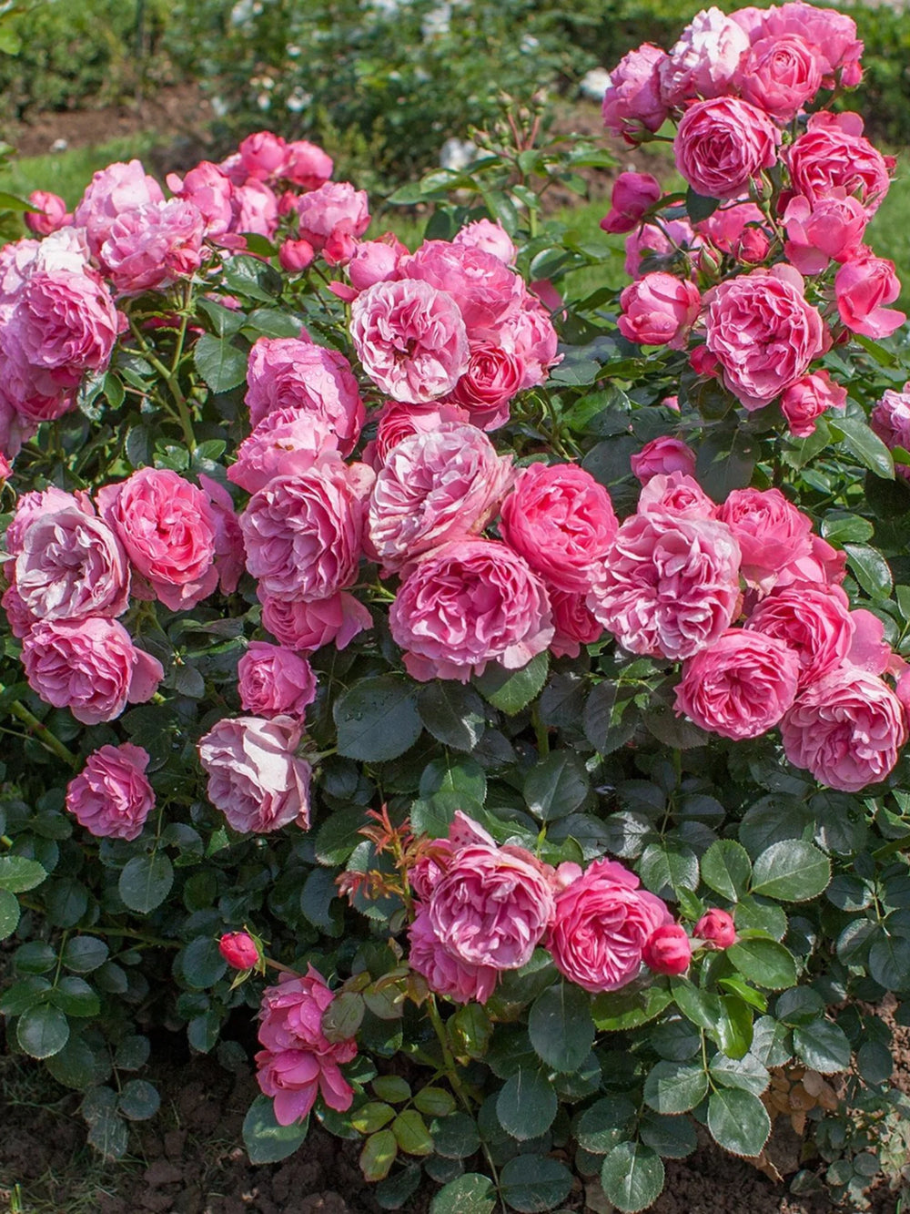 trandafiri cataratori  1795