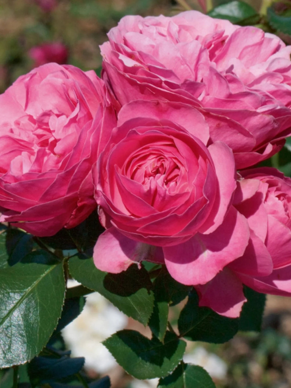 trandafiri cataratori  1796