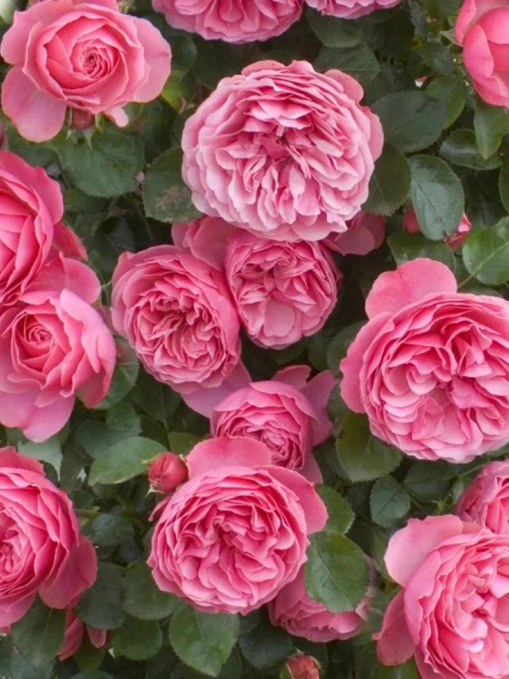 trandafiri cataratori  1797