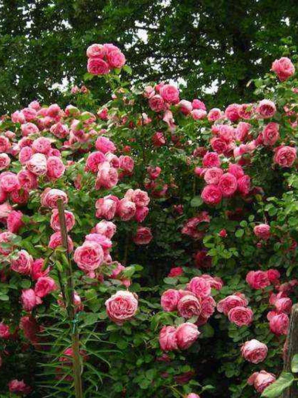 trandafiri cataratori  1798