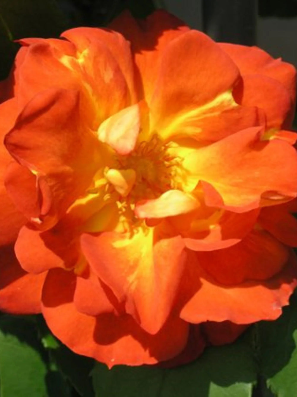 trandafiri cataratori  1800