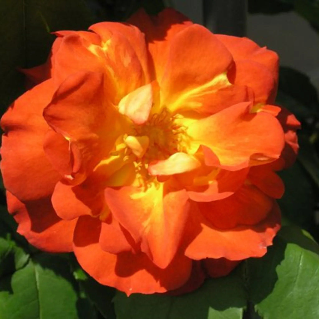 trandafiri cataratori  1800