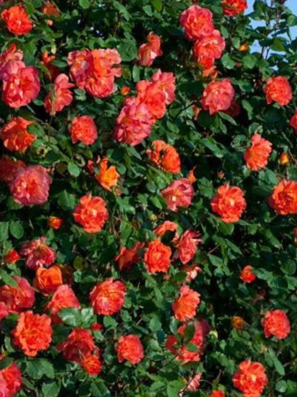 trandafiri cataratori  1801