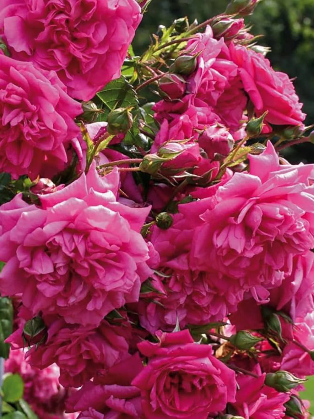 trandafiri cataratori  1803