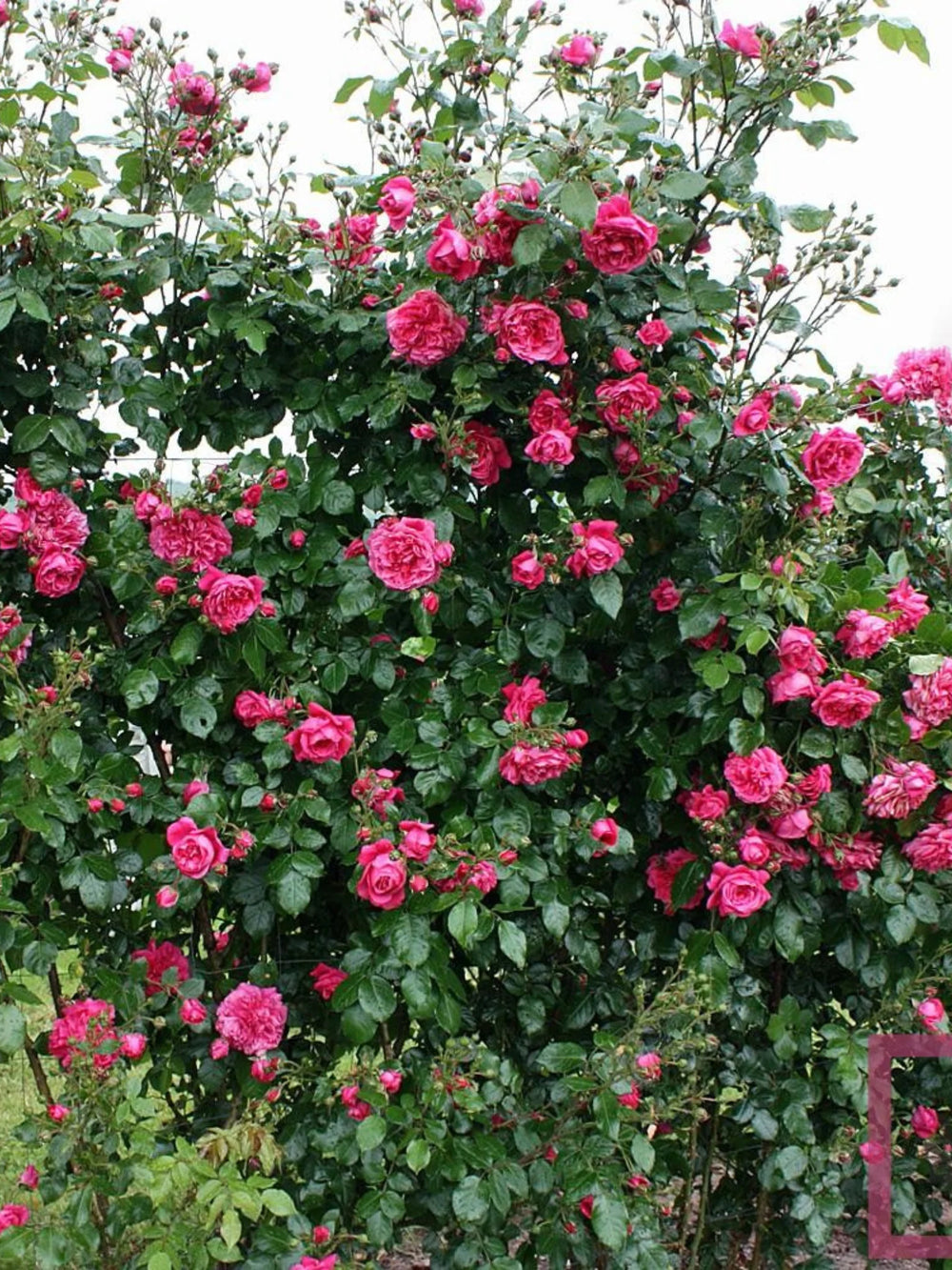 trandafiri cataratori  1804