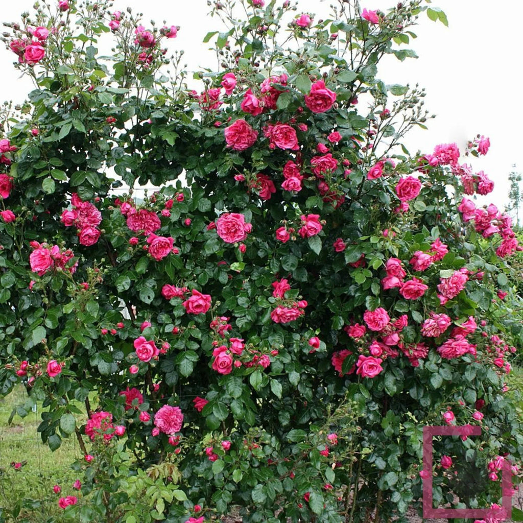 trandafiri cataratori  1804