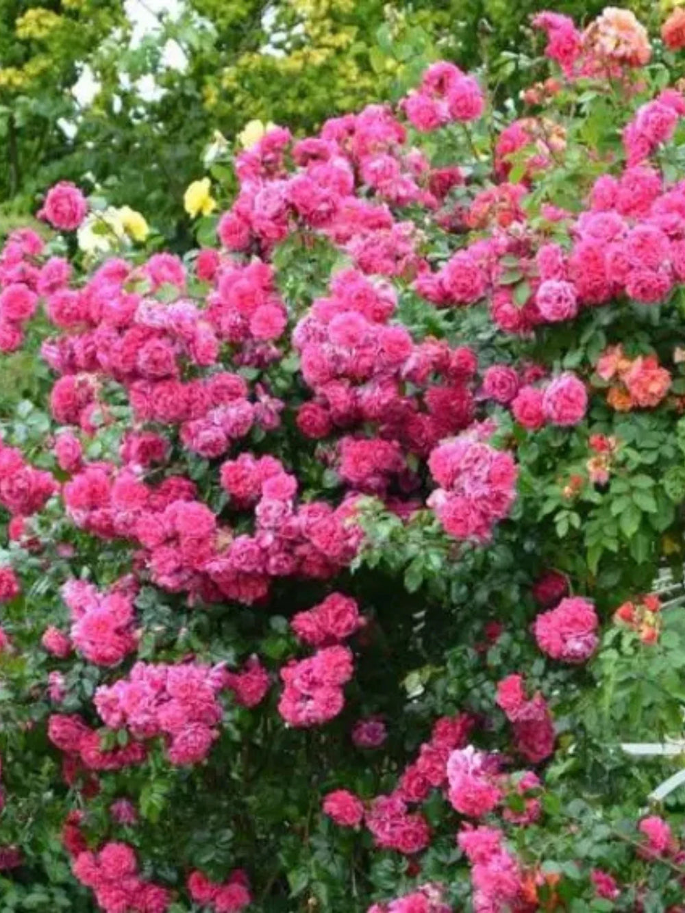 trandafiri cataratori  1805