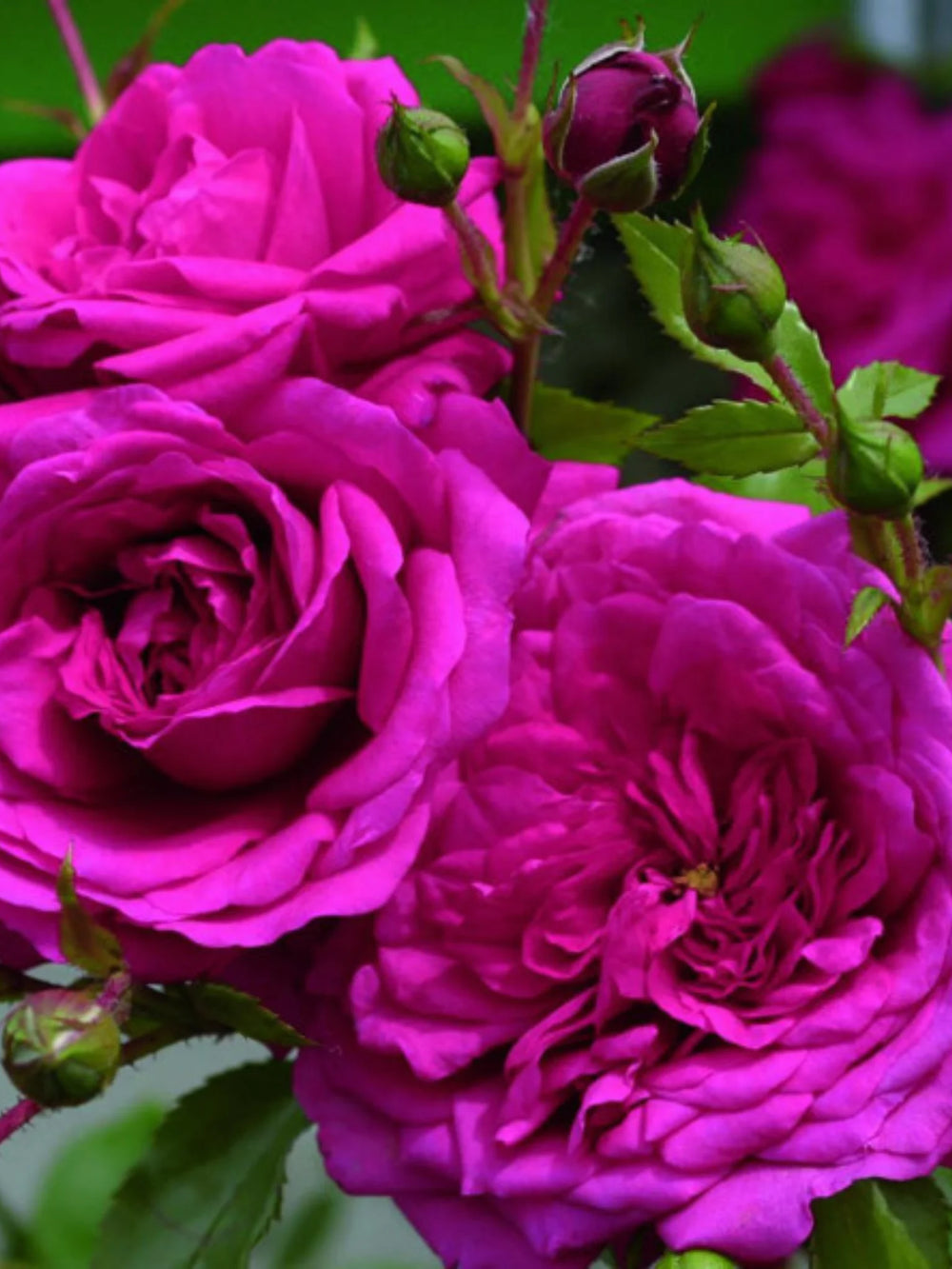 trandafiri cataratori  1806