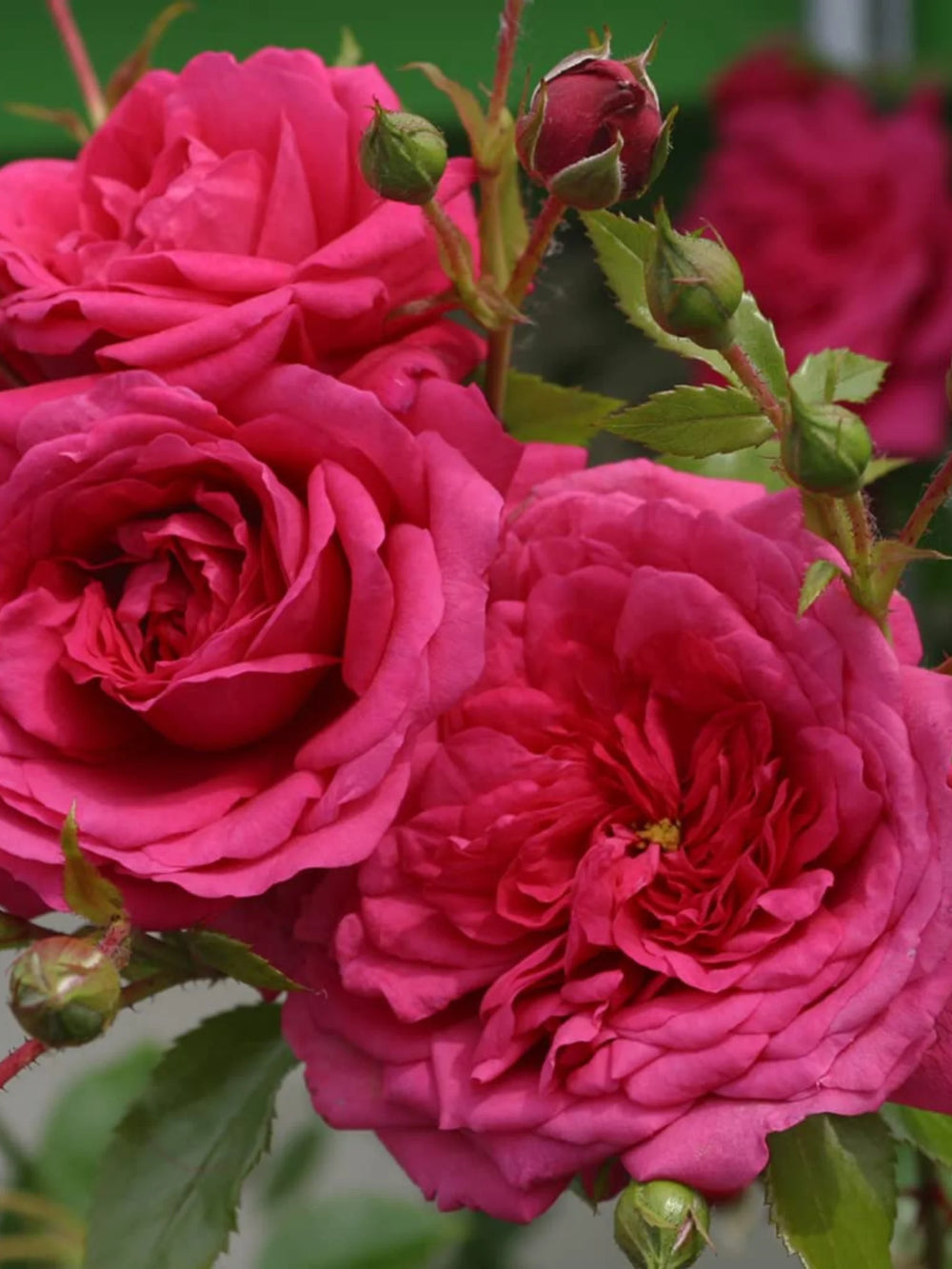 trandafiri cataratori  1807