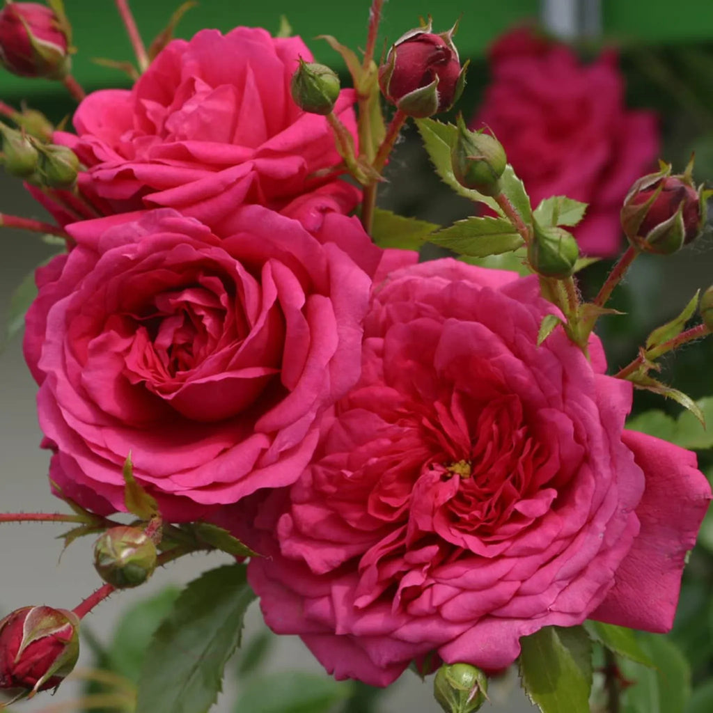 trandafiri cataratori  1807