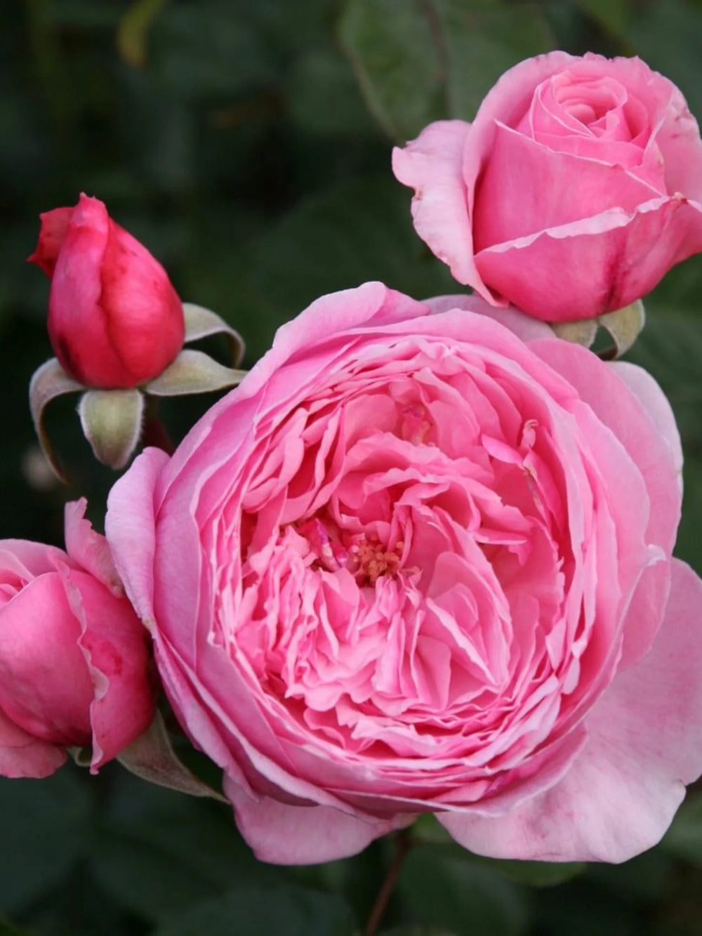 trandafiri cataratori  1810