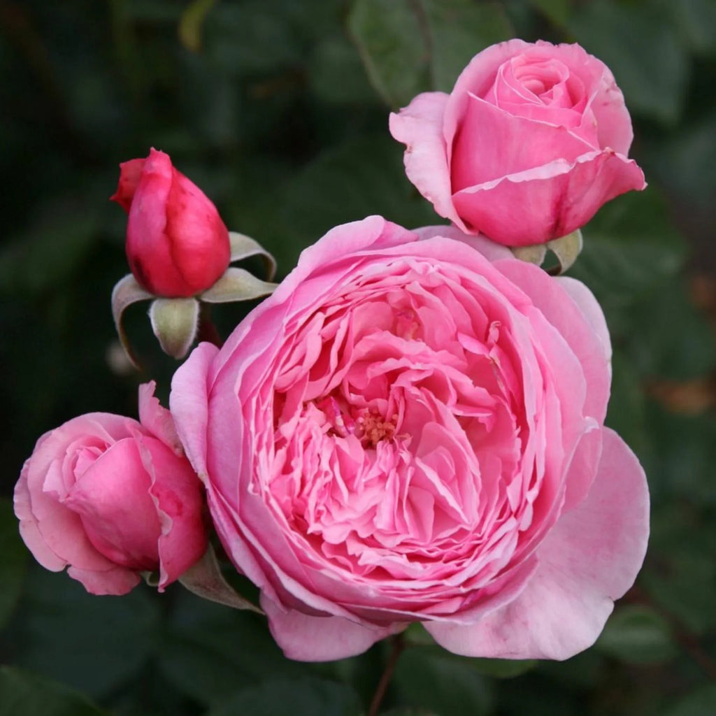 trandafiri cataratori  1810