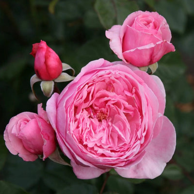 trandafiri cataratori  1810