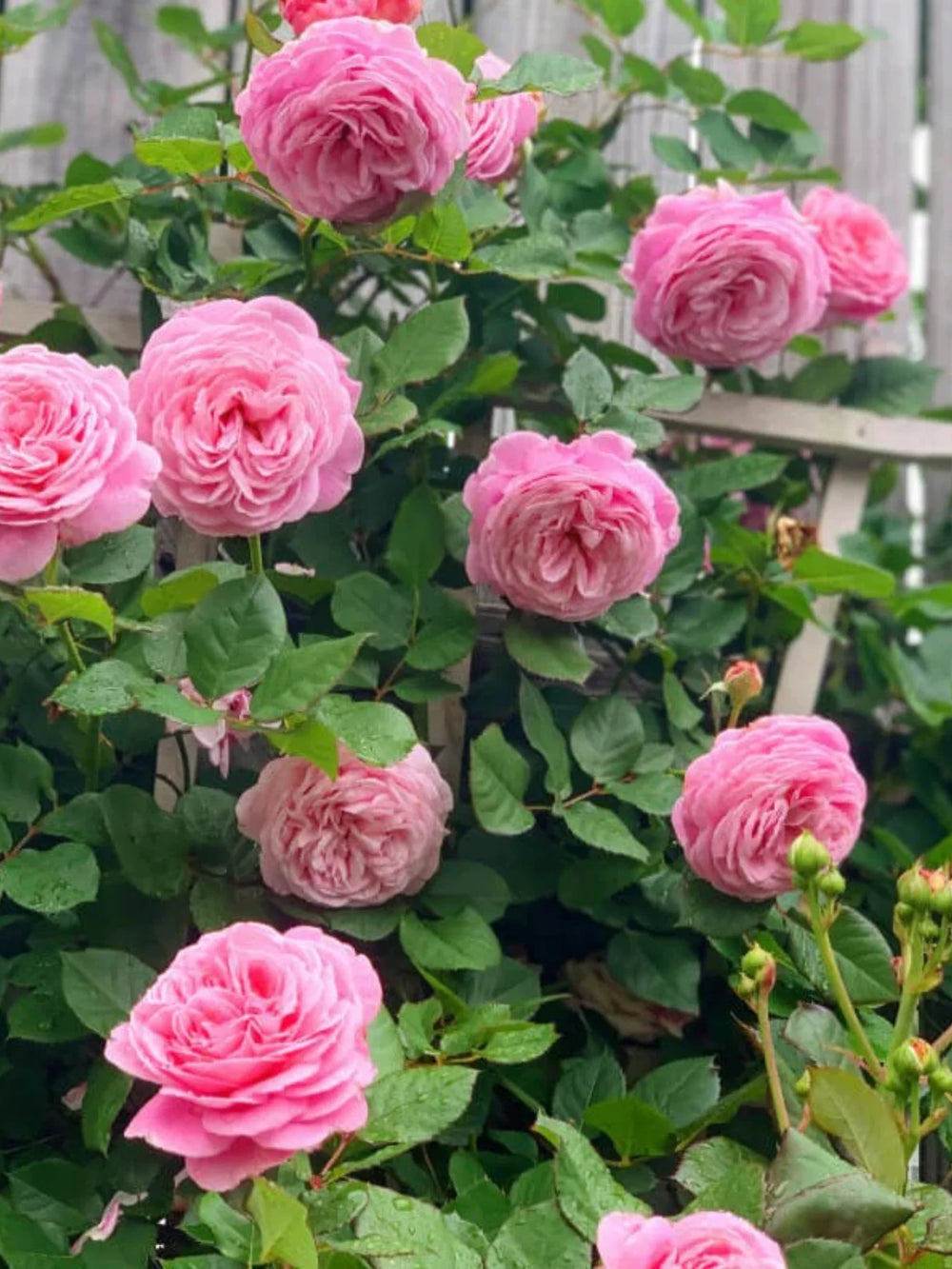 trandafiri cataratori  1811