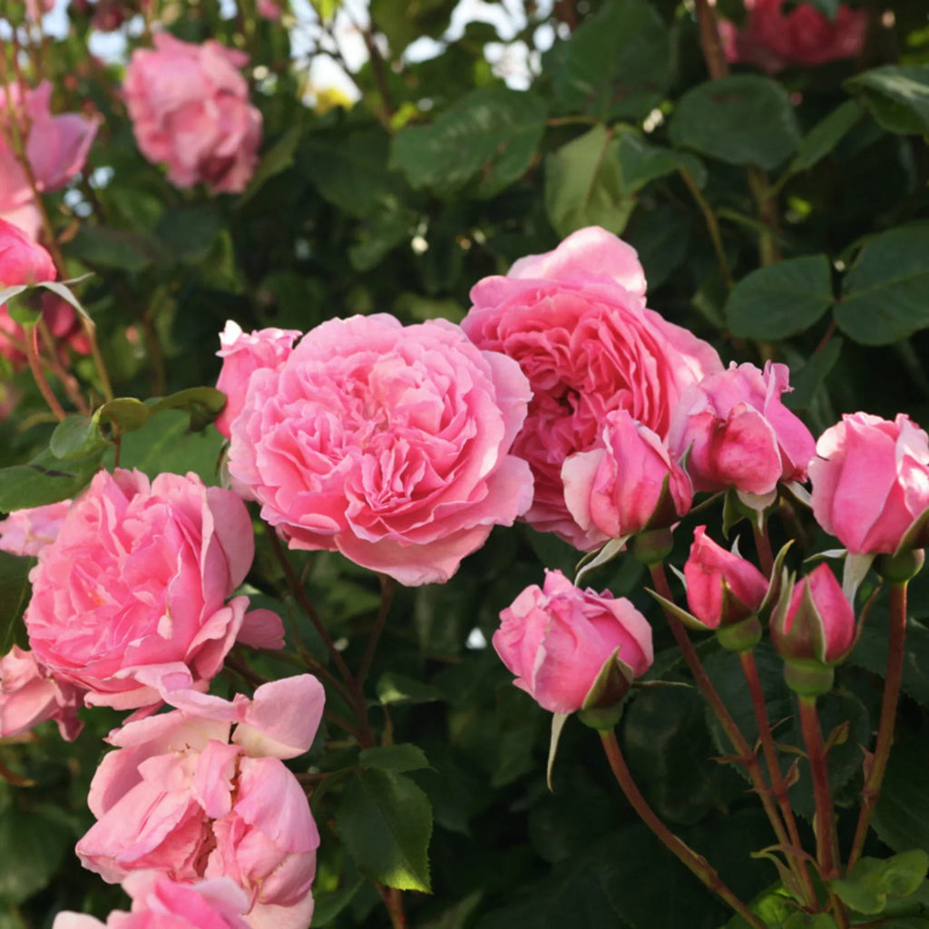 trandafiri cataratori  1814