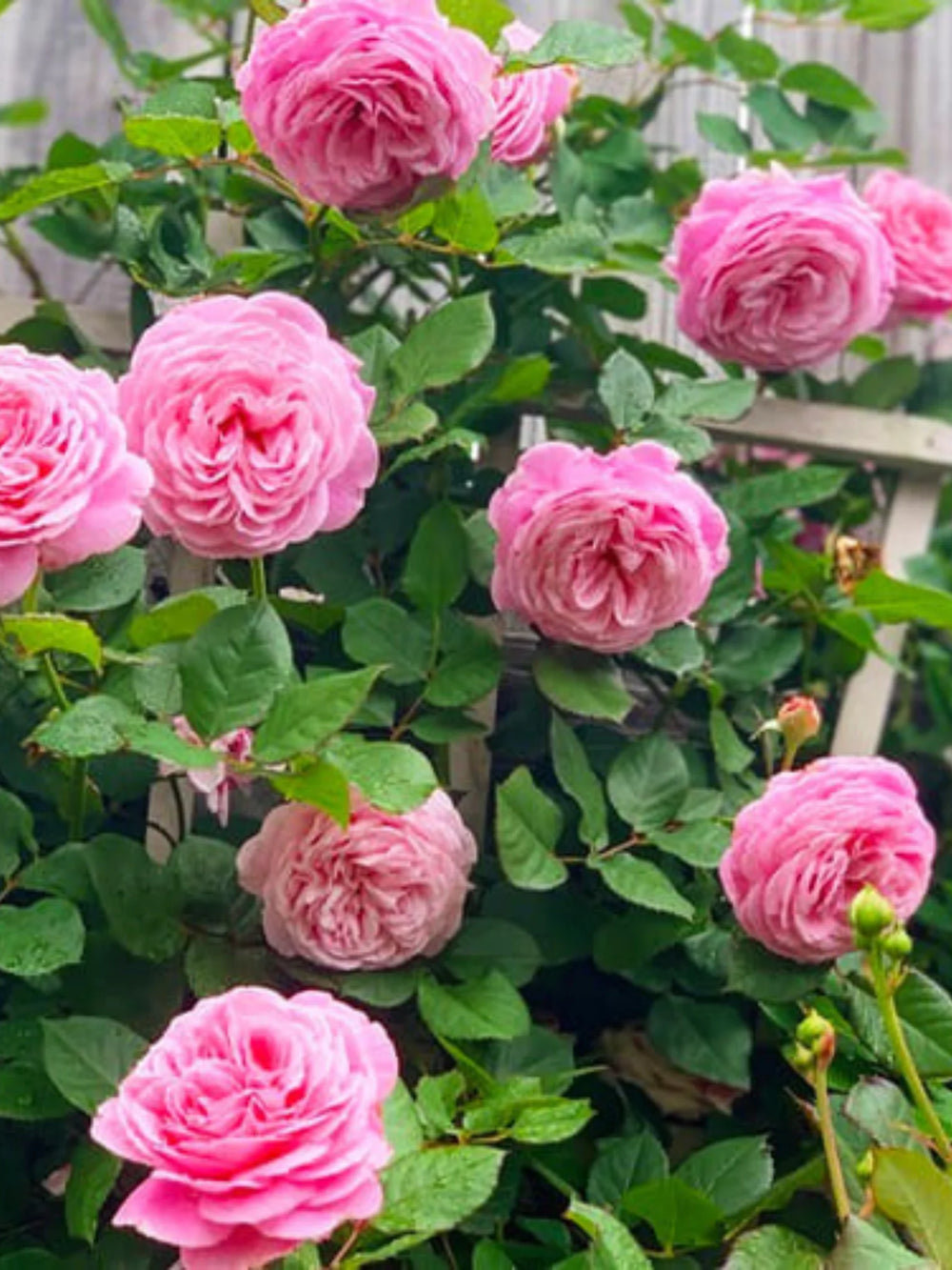 trandafiri cataratori  1815