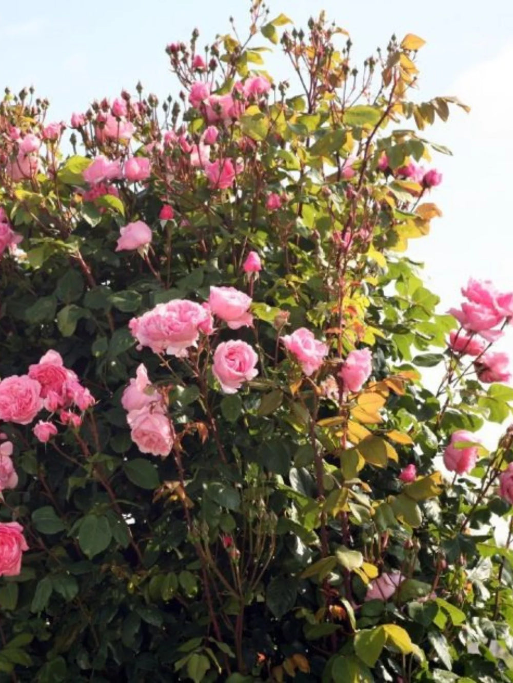 trandafiri cataratori  1818