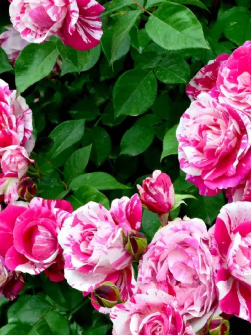 trandafiri cataratori  1830