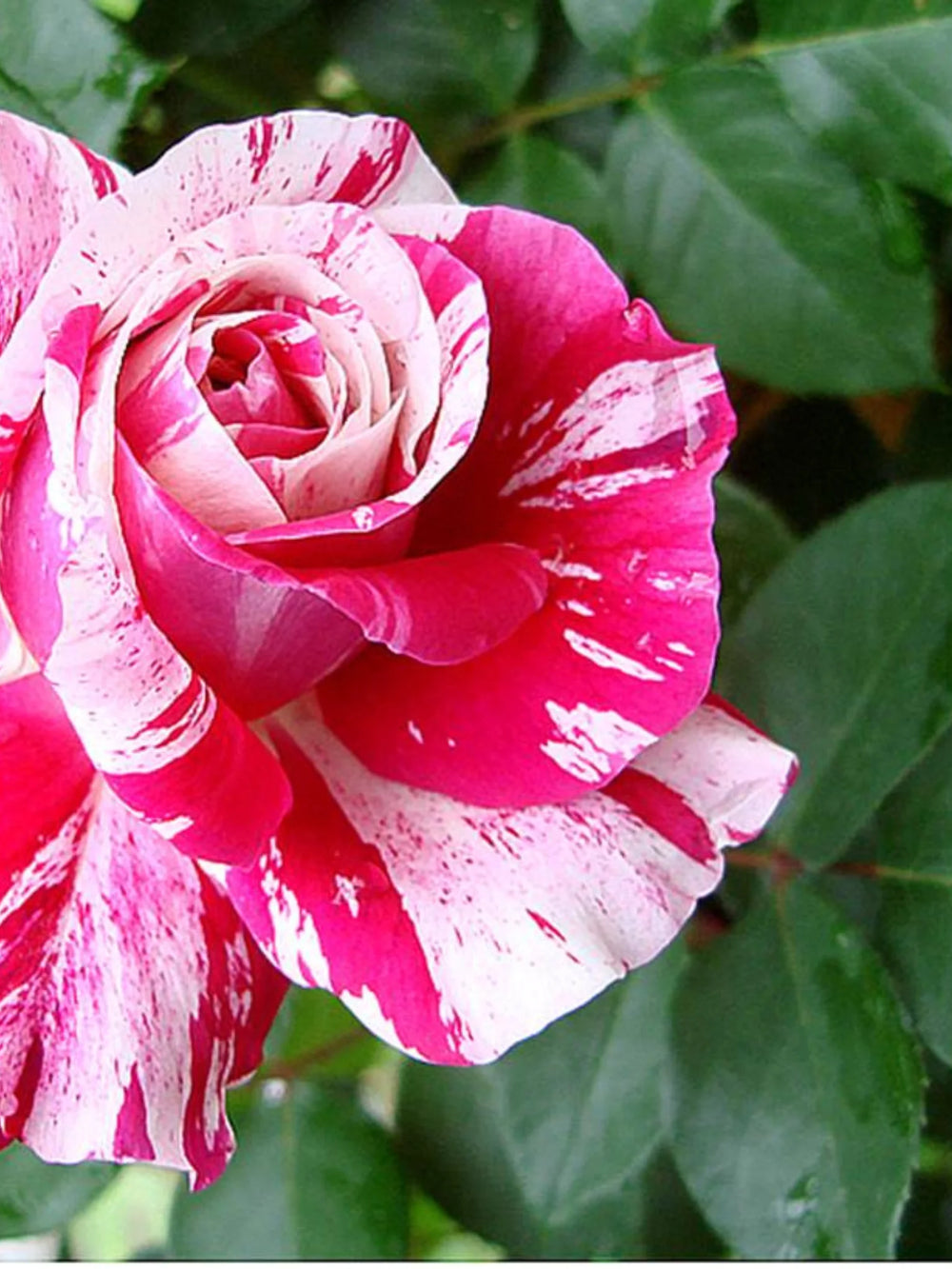 trandafiri cataratori  1831