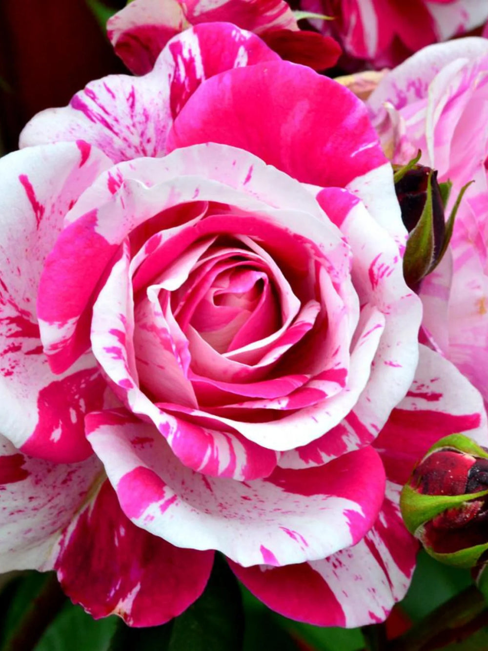 trandafiri cataratori  1832