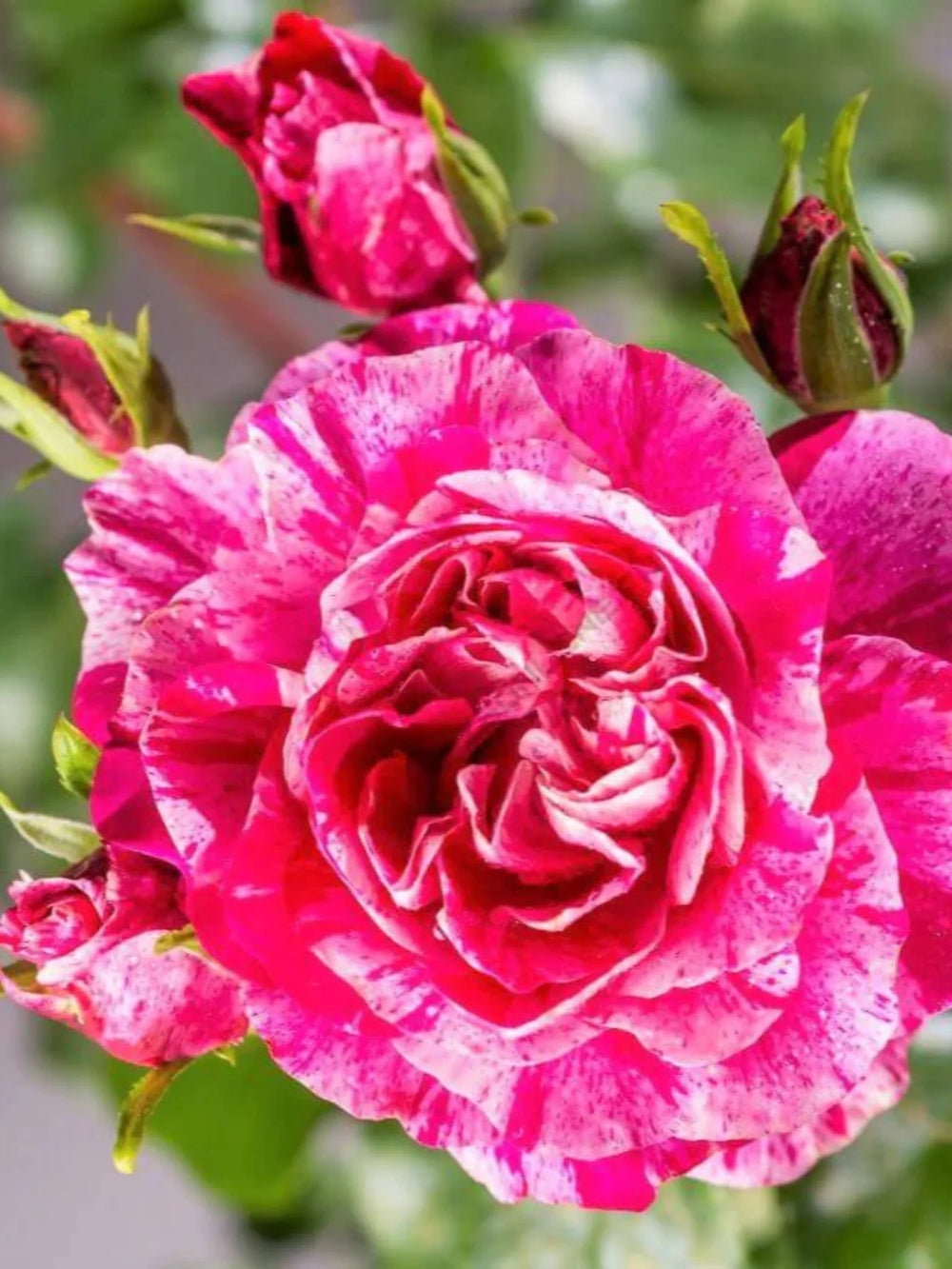 trandafiri cataratori  1833