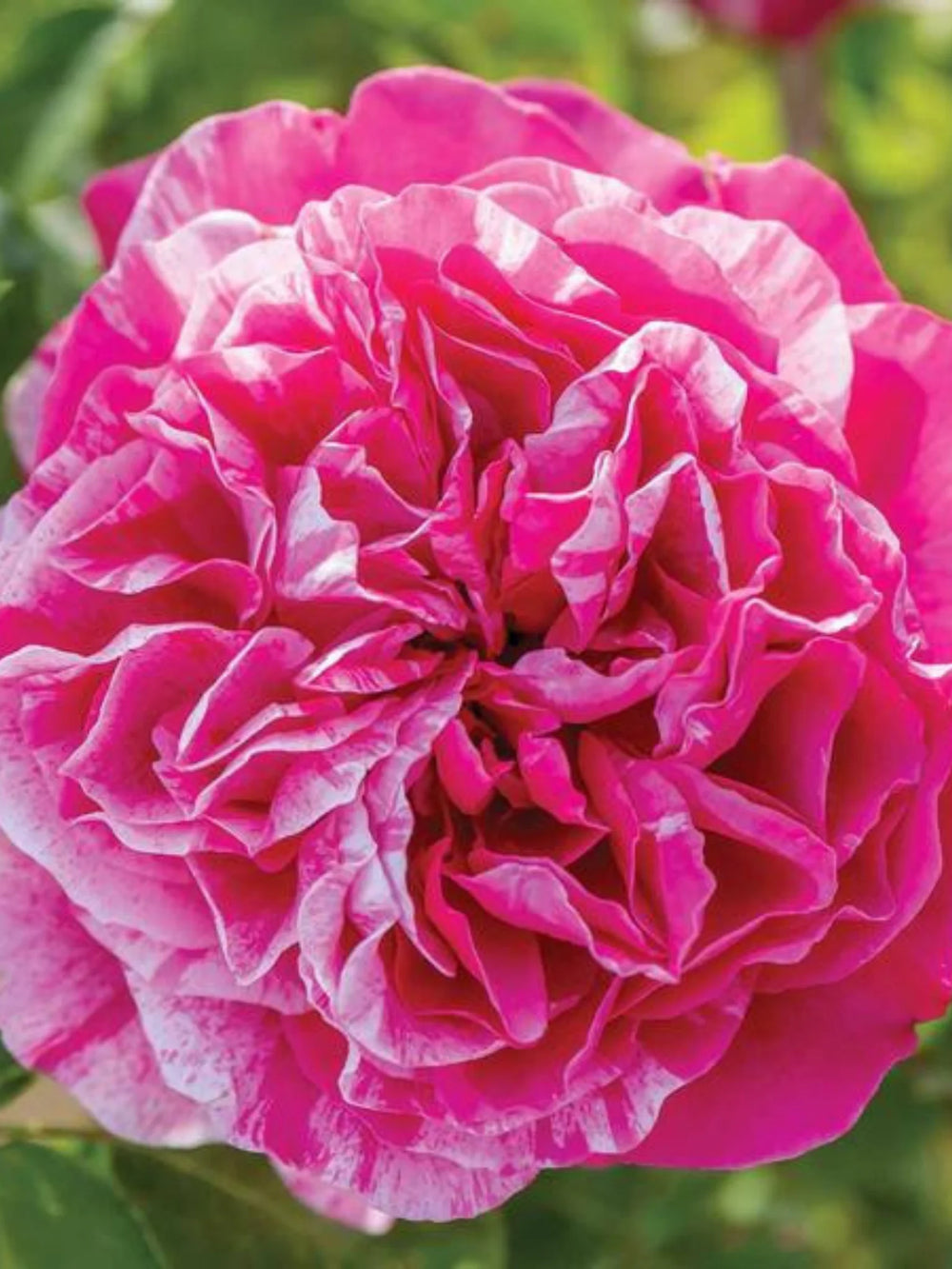 trandafiri cataratori  1834