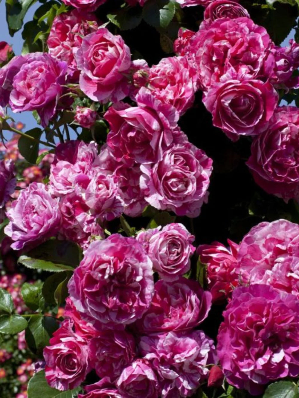 trandafiri cataratori  1836