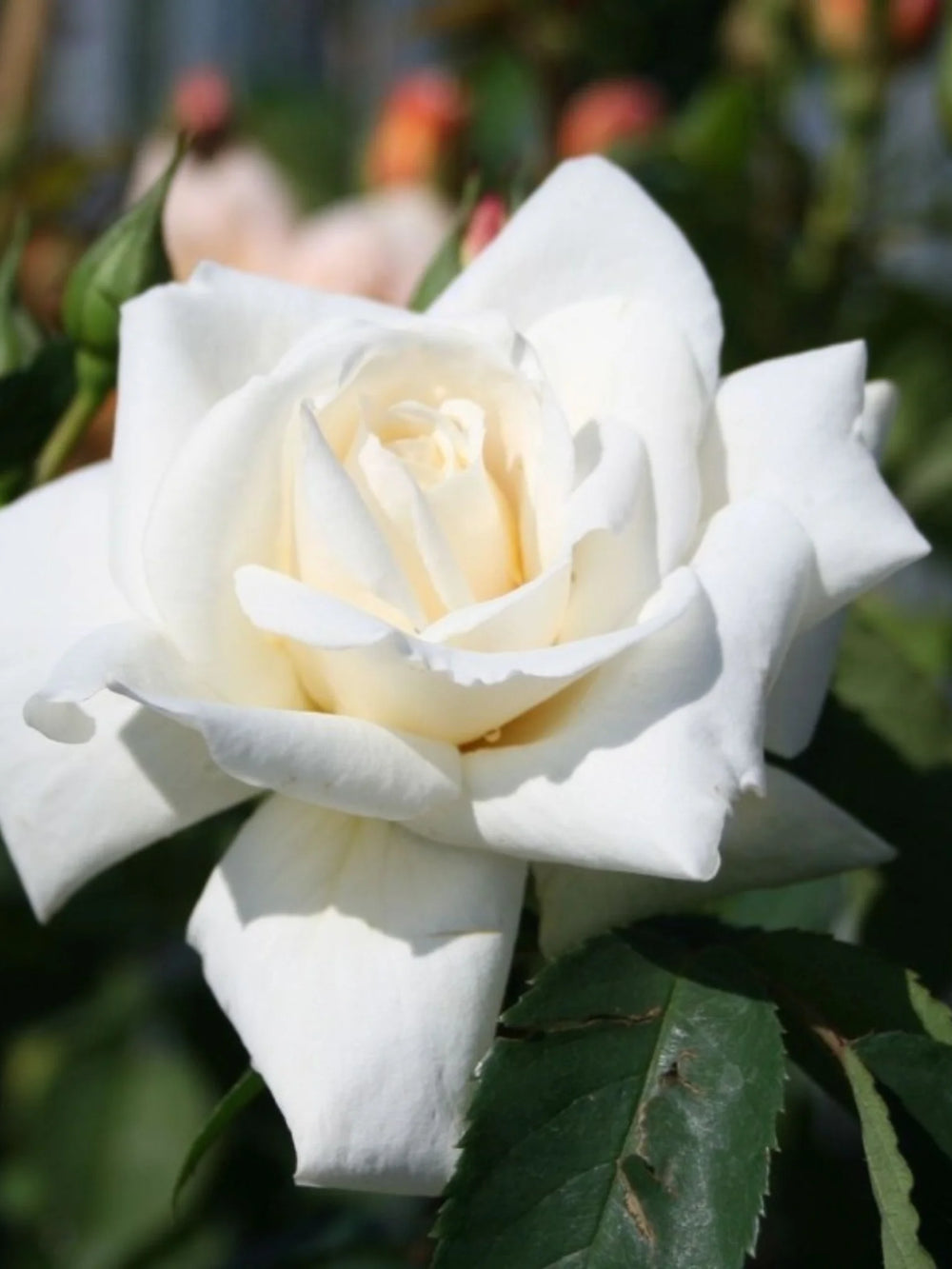 trandafiri cataratori  1837