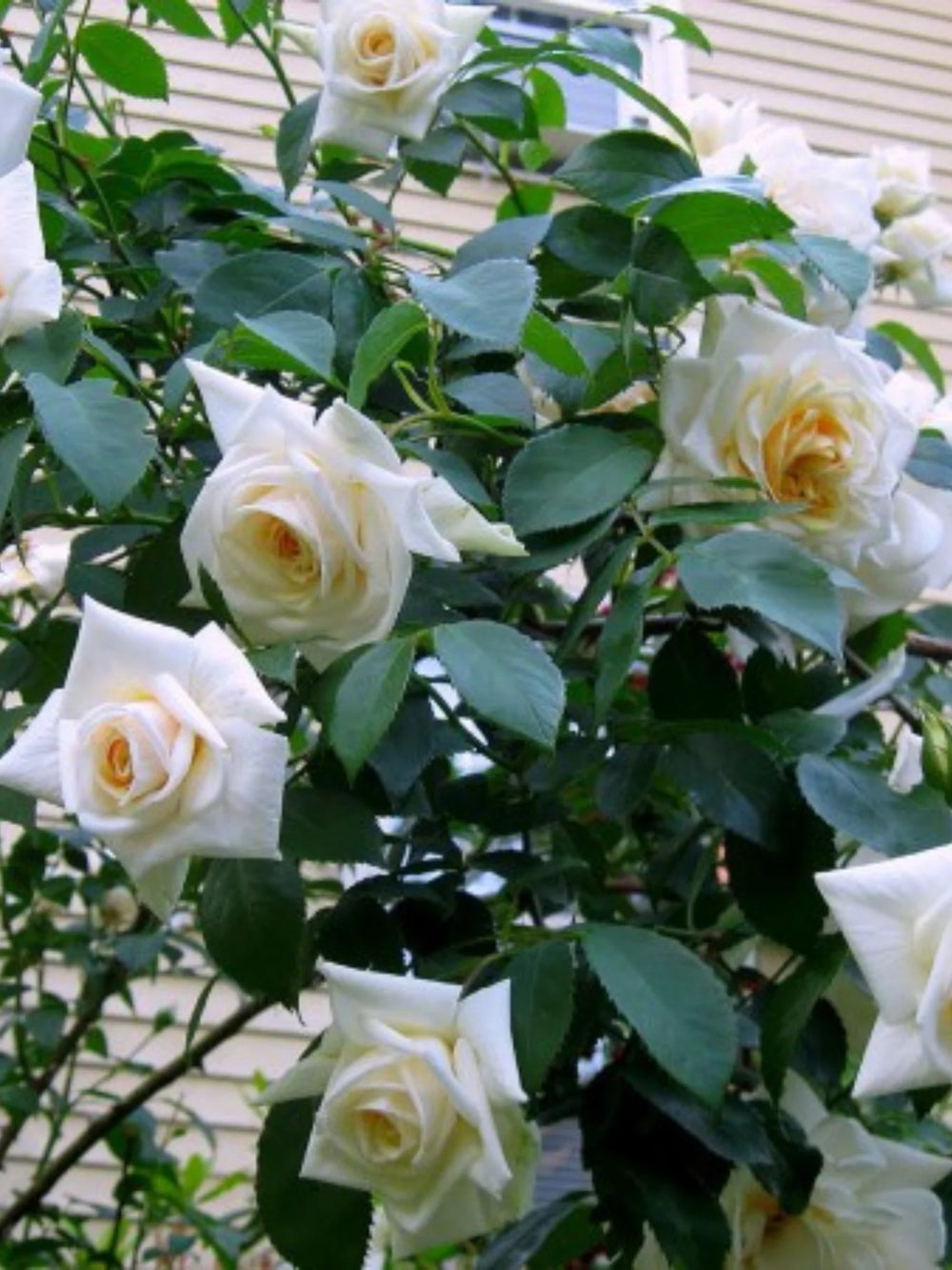 trandafiri cataratori  1838