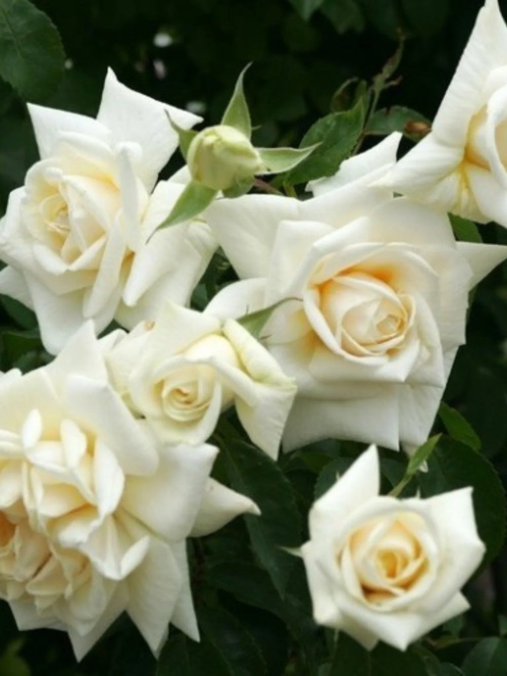 trandafiri cataratori  1839