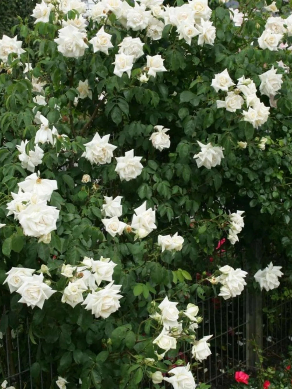 trandafiri cataratori  1840