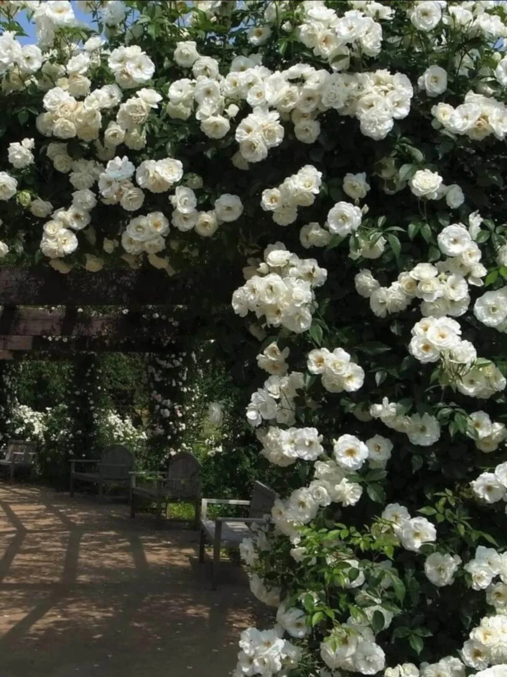 trandafiri cataratori  1841