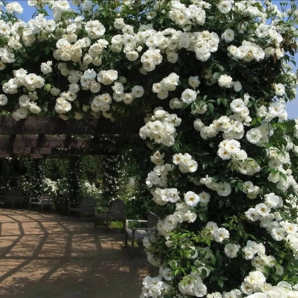 trandafiri cataratori  1841