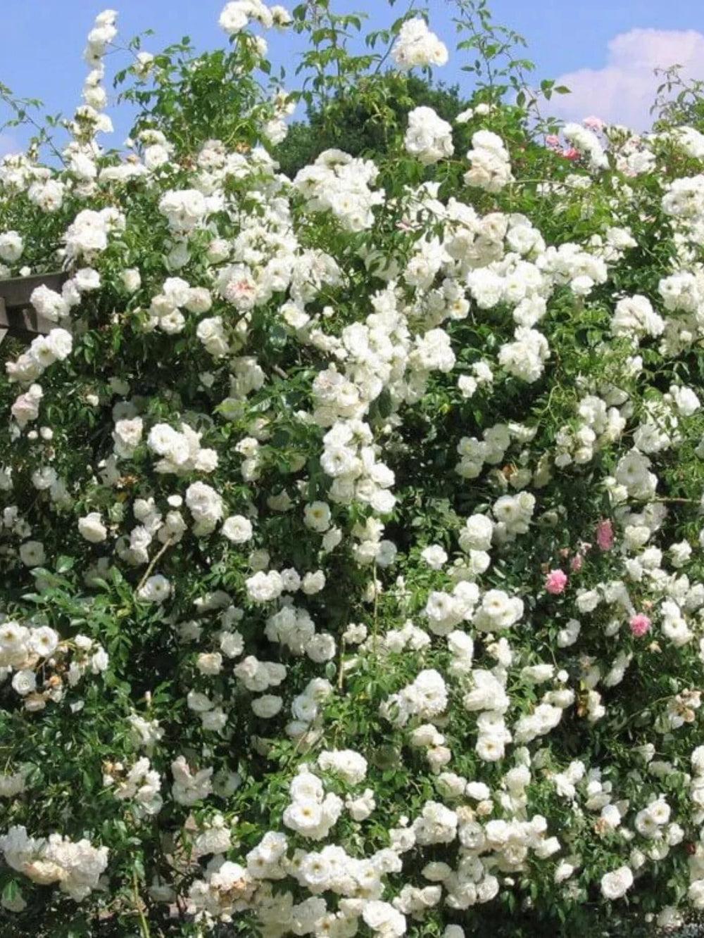 trandafiri cataratori  1842