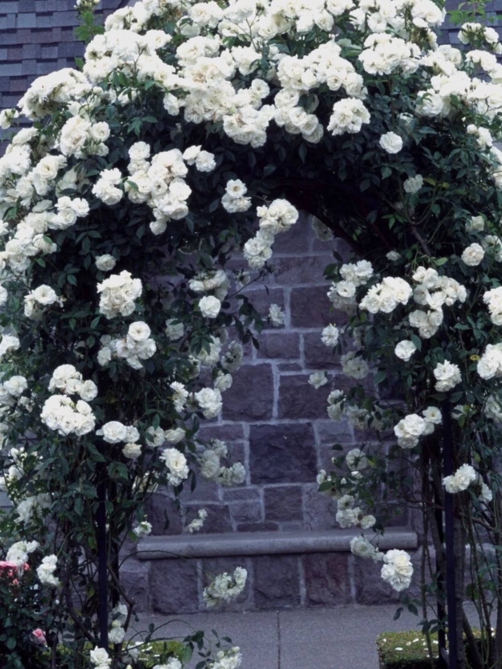 trandafiri cataratori  1843