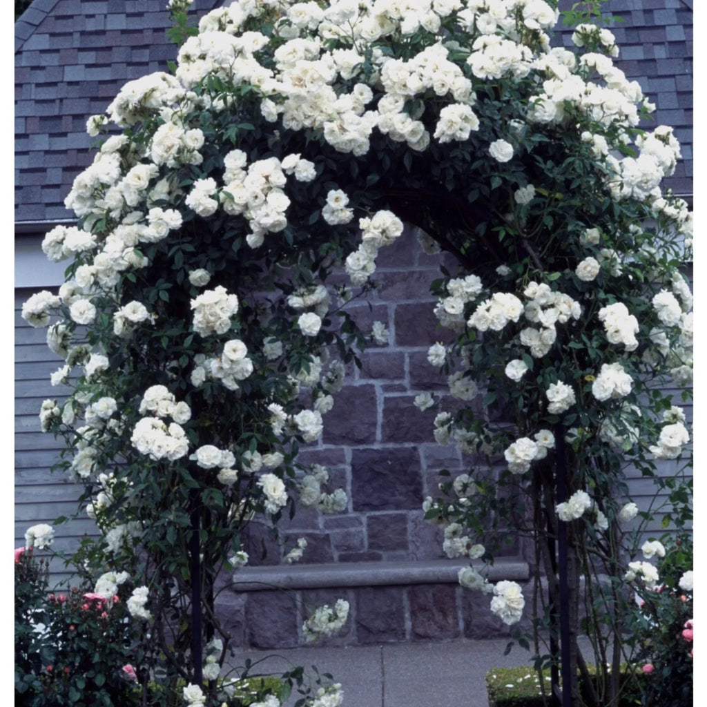 trandafiri cataratori  1843