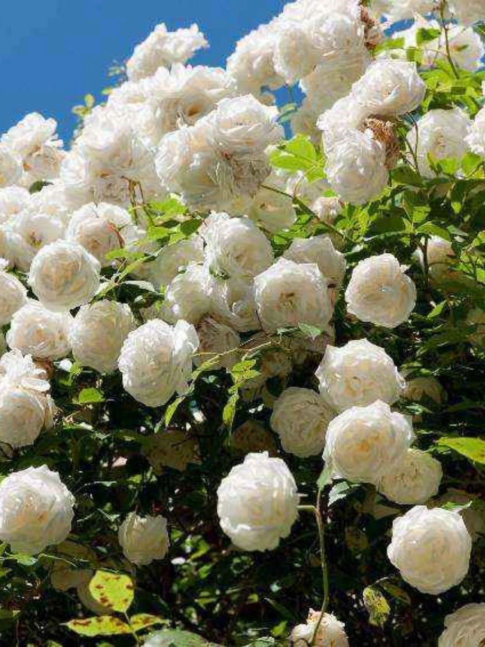 trandafiri cataratori  1844