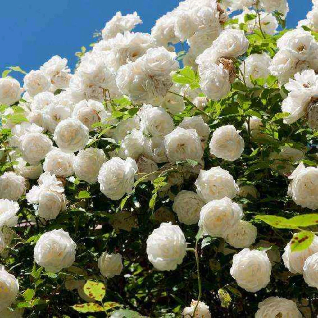 trandafiri cataratori  1844