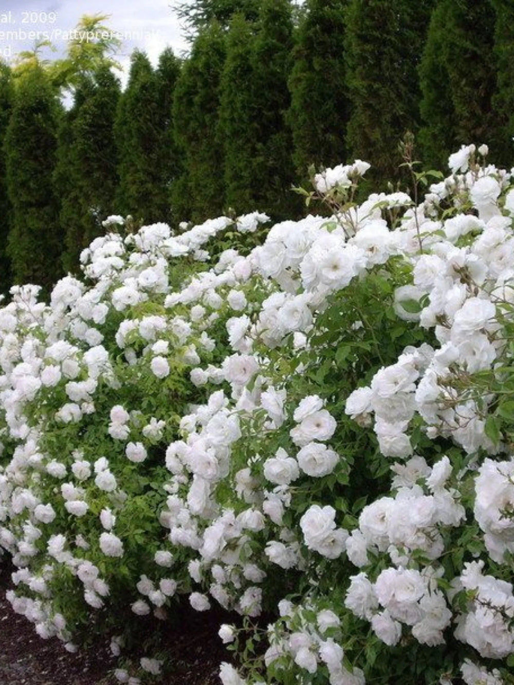 trandafiri cataratori  1845