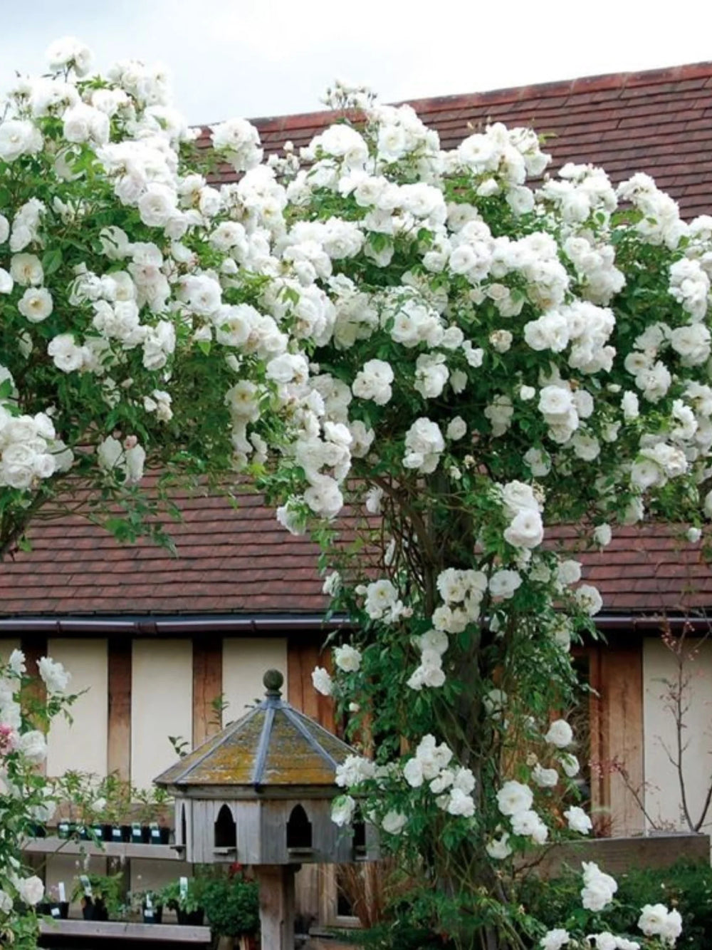 trandafiri cataratori  1846